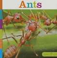 Ants