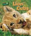 Lion Cubs