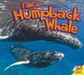 Humpback Whale