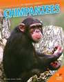 Chimpanzees