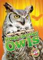 Great-Horned Owls