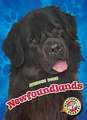 Newfoundlands