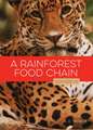 A Rainforest Food Chain