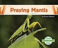 Praying Mantis