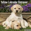 Yellow Labrador Retriever Puppies - Weiße Labradorwelpen 2018