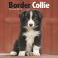 BORDER COLLIE PUPPIES M 2019