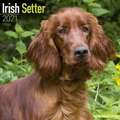 IRISH SETTER SQUARE WALL CALENDAR 2021