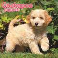 COCKAPOO PUPPIES M 2019