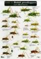 Guide to British Grasshoppers and Allied Insects