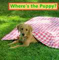 Where's the Puppy?