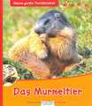 Das Murmeltier