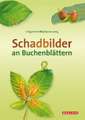 Schadbilder an Buchenblättern