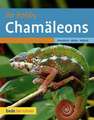 Chamäleons