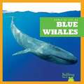 Blue Whales