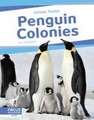 Penguin Colonies