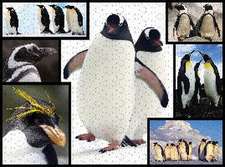 AMBASSADOR - Pinguine 1000 Teile