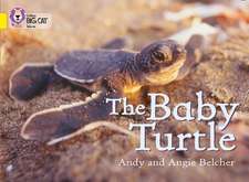 The Baby Turtle