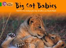 Big Cat Babies Workbook