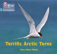 Terrific Arctic Terns