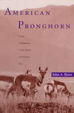 American Pronghorn: Social Adaptations and the Ghosts of Predators Past