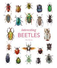 Interesting Beetles