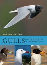 Gulls of the World – A Photographic Guide