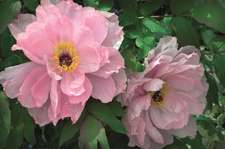 Peony