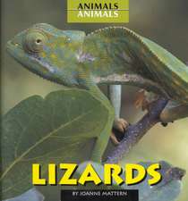 Lizards