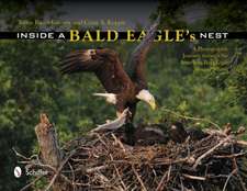 Inside a Bald Eagle's Nest: A Photographic Journey Through the American Bald Eagle Nesting Season