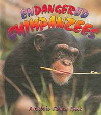 Endangered Chimpanzees