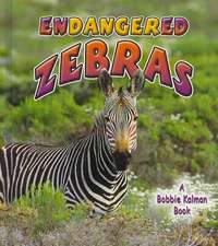 Endangered Zebras