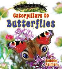 Caterpillars to Butterflies