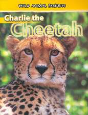 Charlie the Cheetah