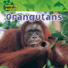 Orangutans