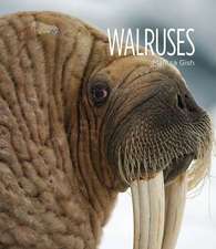 Walruses