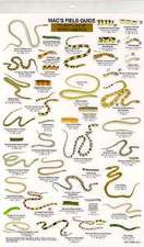 North American Reptiles