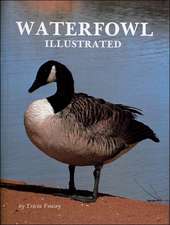 Waterfowl Illustrated