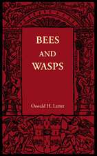 Bees and Wasps