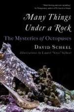 Many Things Under a Rock – The Mysteries of Octopuses