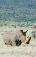 Alive! White Rhino - Natural - Photo Art Notebooks (5 X 8 Series)