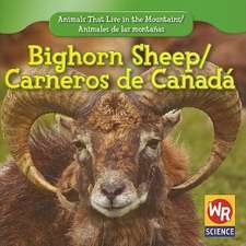 Bighorn Sheep/Carneros de Canada