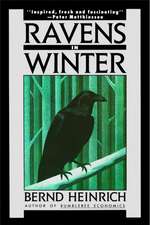 Ravens in Winter