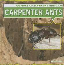 Carpenter Ants