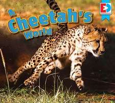 A Cheetah's World