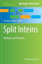 Split Inteins