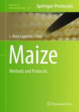 Maize