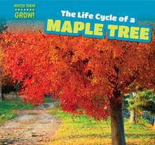 The Life Cycle of a Maple Tree