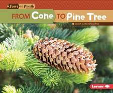 From Cone to Pine Tree from Cone to Pine Tree