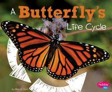 A Butterfly's Life Cycle