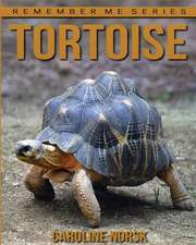 Tortoise